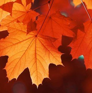 Meet your Posher, Aimee